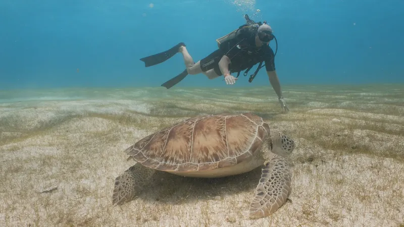 Plongeur observant une grande tortue marine sur un fond sablonneux