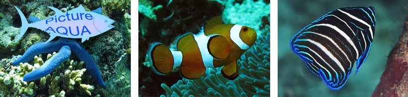 Trois images sous-marines de poissons tropicaux et d'une étoile de mer