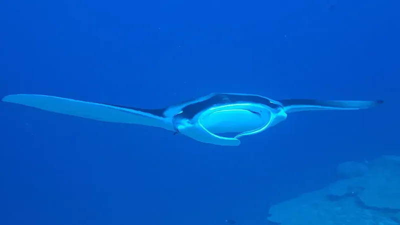 Raie manta nageant gracieusement dans l'eau bleue, vue d'en bas
