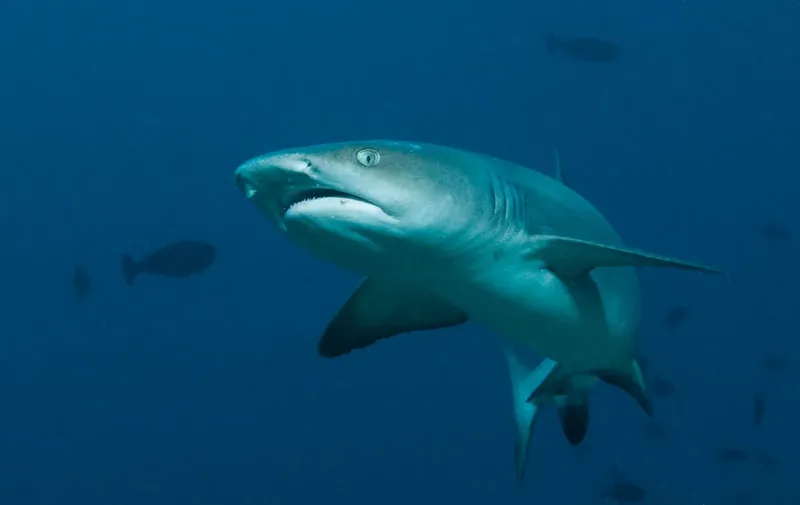 Requin de récif à pointes noires nageant dans l'eau bleue