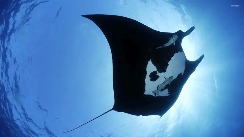 Raies manta évoluent dans l'eau bleue, vue d'en bas, lumière vive
