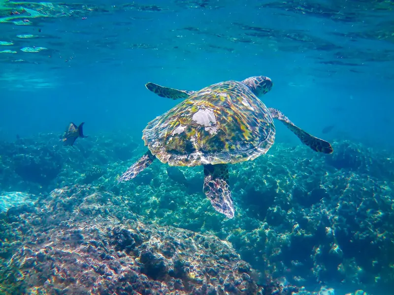 Tortue marine nageant au-dessus d'un récifal corallien ensoleillé