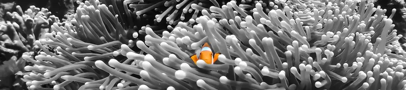 Poisson clown orange se cache dans une anémone de mer blanche