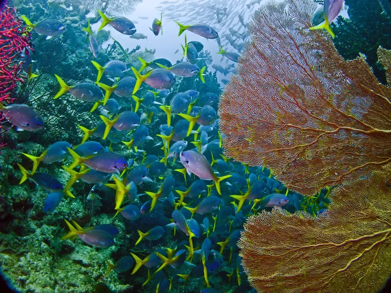 Banc de poissons tropicaux nageant autour de coraux colorés en mer