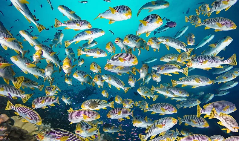 Banc de poissons rayés dorés et argentés nageant en formation