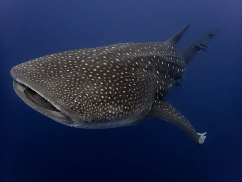 Requin baleine nageant dans l'eau bleue, corps tacheté, grande taille