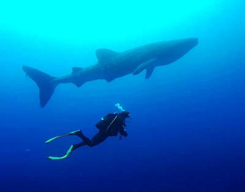 Un plongeur observe un requin baleine dans les eaux bleues