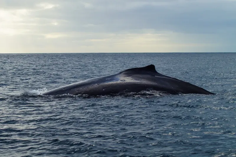 Baleine à bosse émergeant à la surface de l'océan, nageant paisiblement