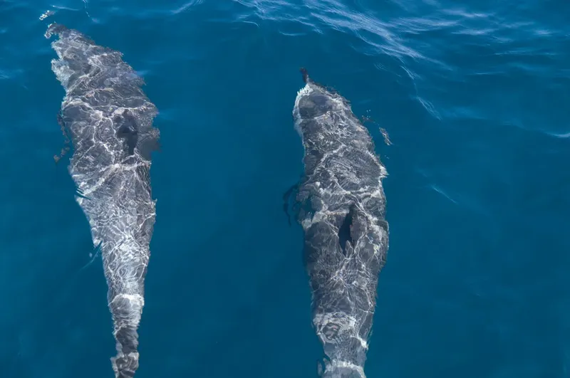 Deux baleines nagent ensemble dans une eau bleue claire