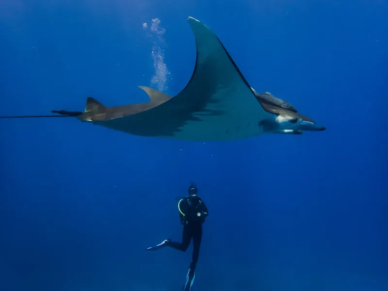 Raie manta majestueuse nageant au-dessus d'un plongeur en apnée dans l'océan