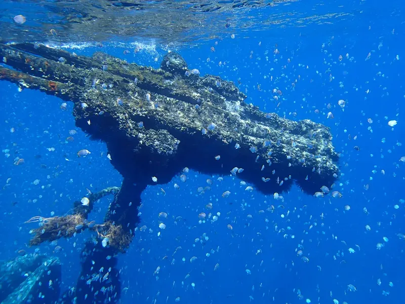 Epave sous-marine colonisée par de nombreux petits poissons bleus