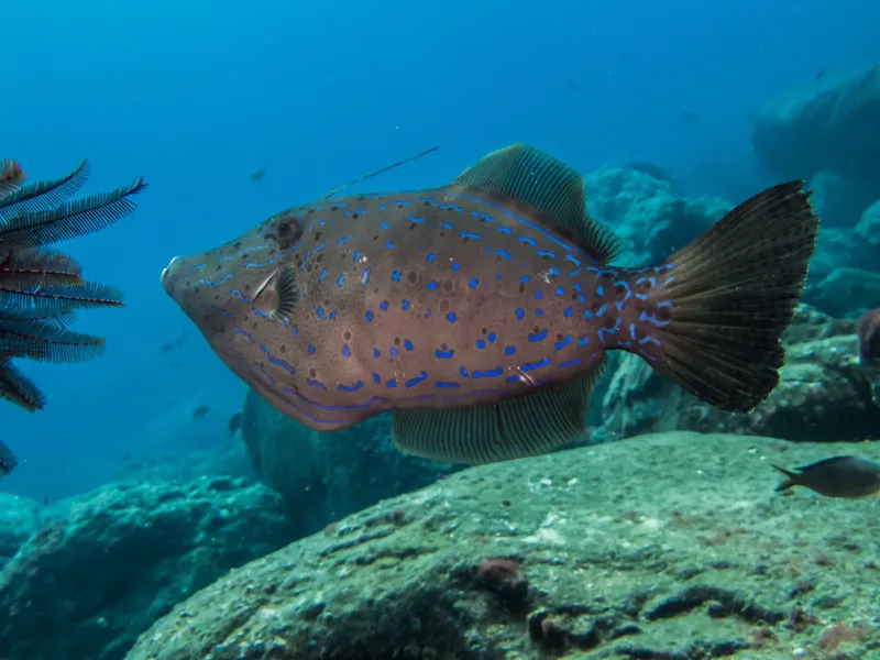 Poisson-papillon à points bleus nageant près d'un récifal corallien