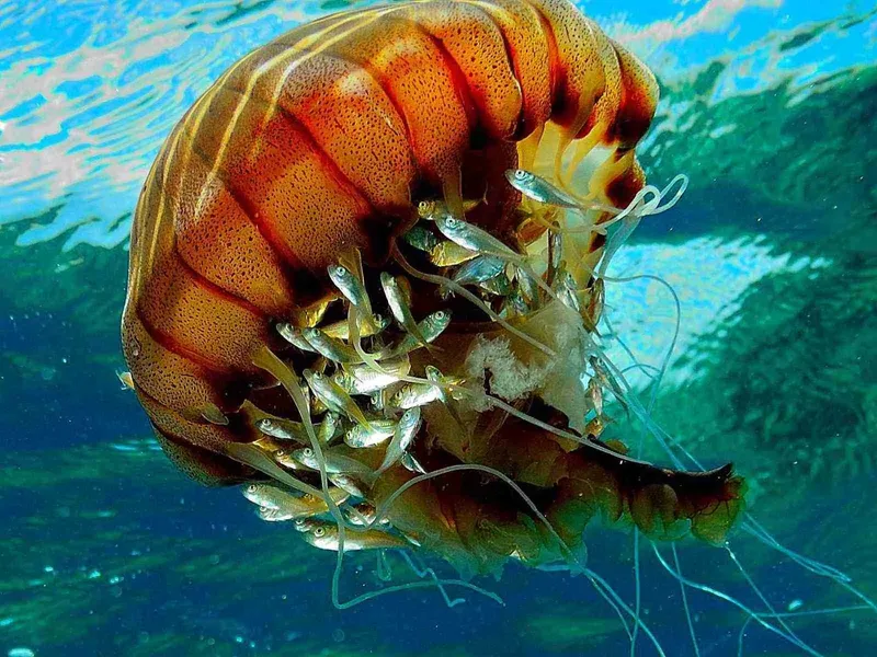 Méduse protectrice abritant de petits poissons dans l'eau turquoise
