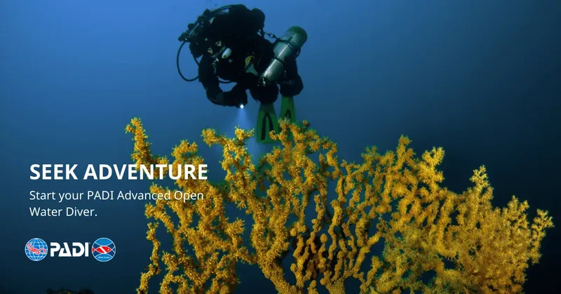 Plongeur explore un récif corallien avec une lumière sous-marine