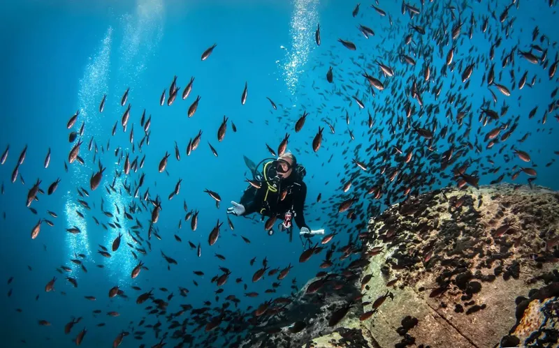 Plongeur au milieu d'un banc de poissons près d'un récif corallien