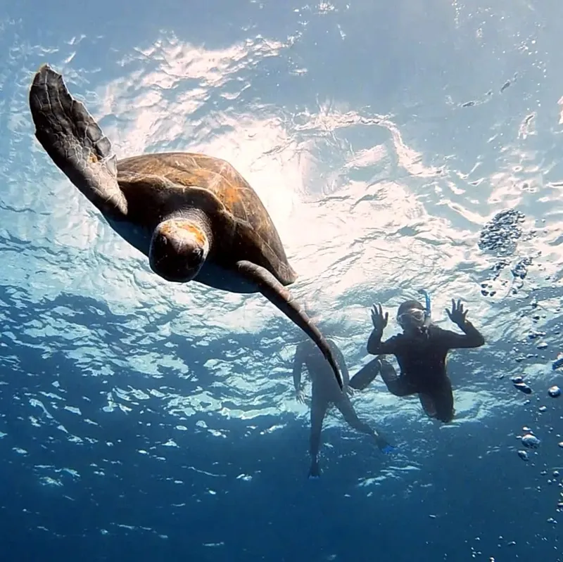 Tortue marine nageant au-dessus d'un plongeur en apnée dans l'eau bleue