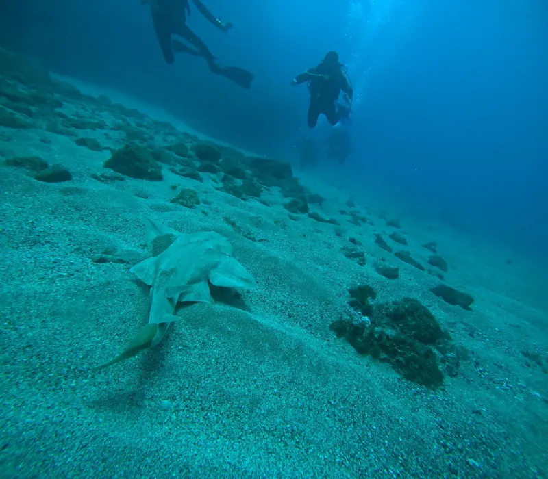 Plongée sous-marine avec deux plongeurs et une raie au fond marin