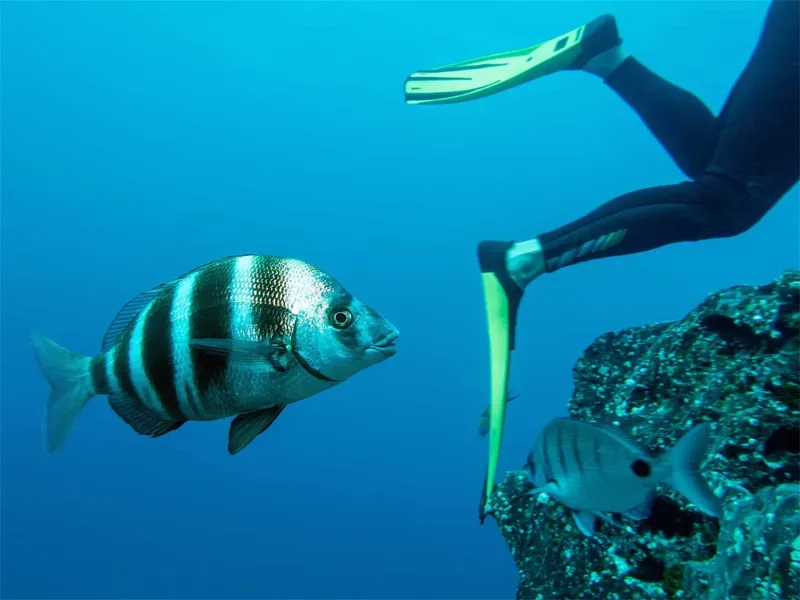 Poissons tropicaux et plongeur en apnée dans une eau bleue claire