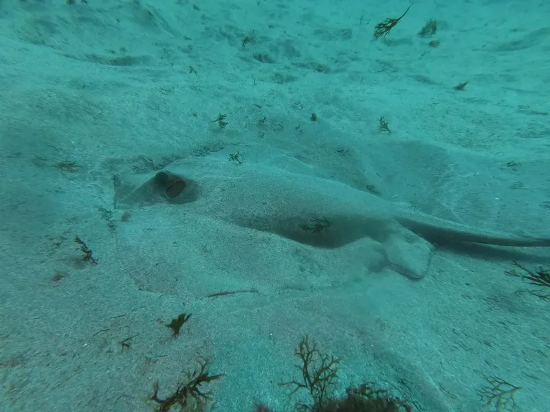 Raie manta vue du fond marin, sable et quelques algues