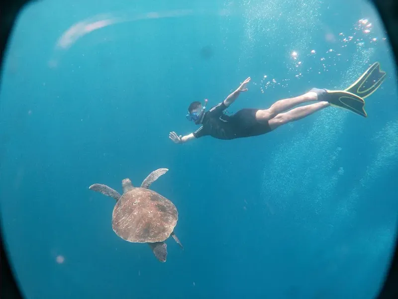 Un plongeur nage près d'une tortue de mer dans l'eau bleue