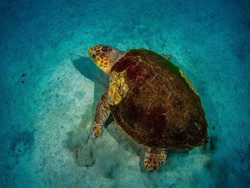 Tortue marine nageant au-dessus d'un fond sableux clair en milieu aquatique