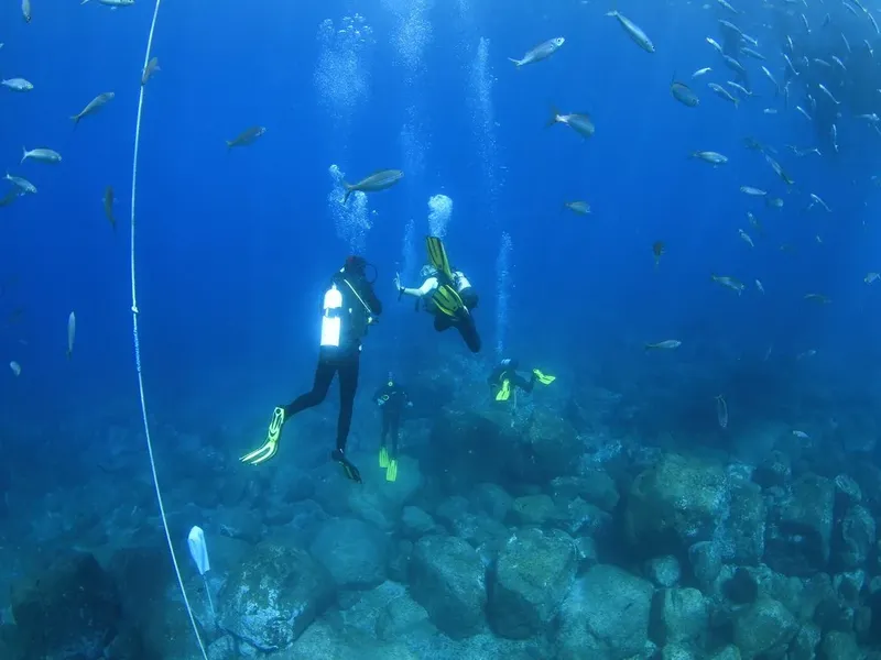 Plongeurs explorent un récif rocheux avec des poissons argentés
