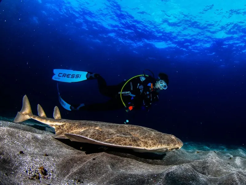 Deux requins tapis sur le fond marin avec un plongeur