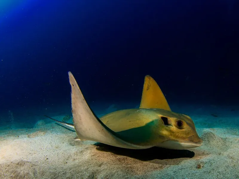 Raie manta nageant gracieusement sur un fond sablonneux en milieu marin
