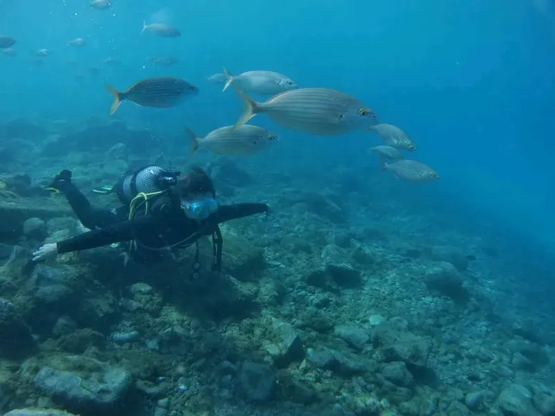 Plongeur explorant un fond marin rocheux avec un banc de poissons