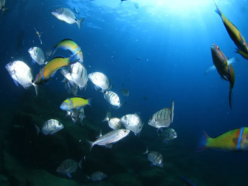 Banc de poissons argentés et colorés nageant dans l'eau bleue
