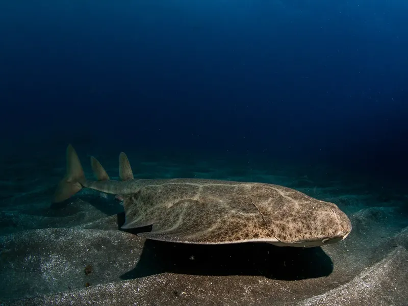 Un requin tapissoire se repose sur le fond sableux en mer