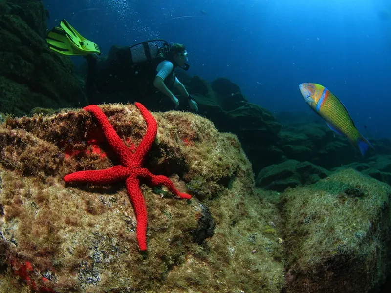 Plongeur, étoile de mer rouge et poisson coloré en milieu marin
