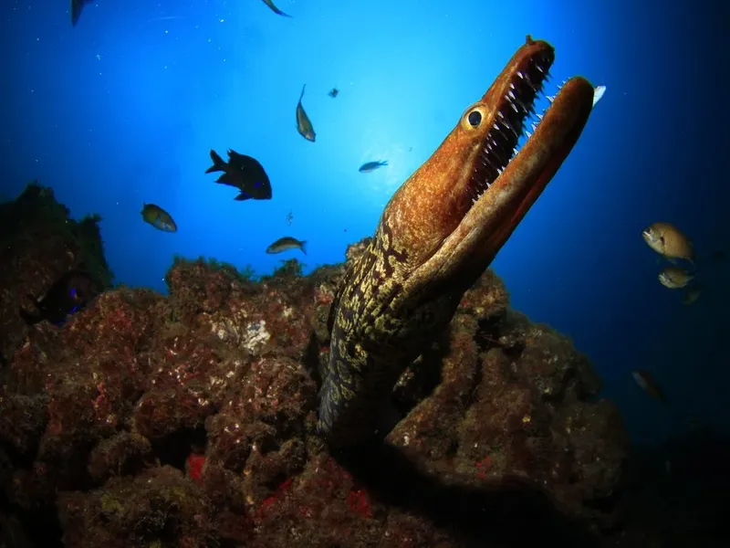 Murène observant l'appareil photo au milieu de petits poissons