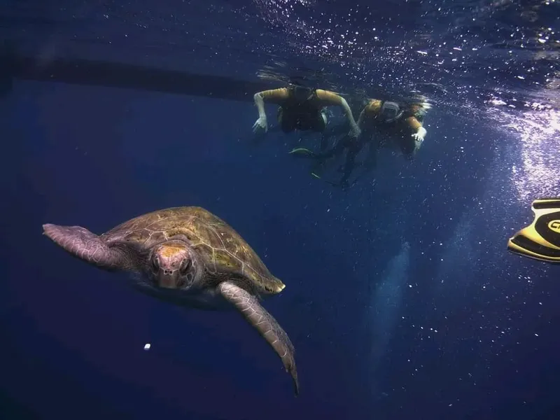 Tortue marine nageant avec deux plongeurs en eau bleue claire