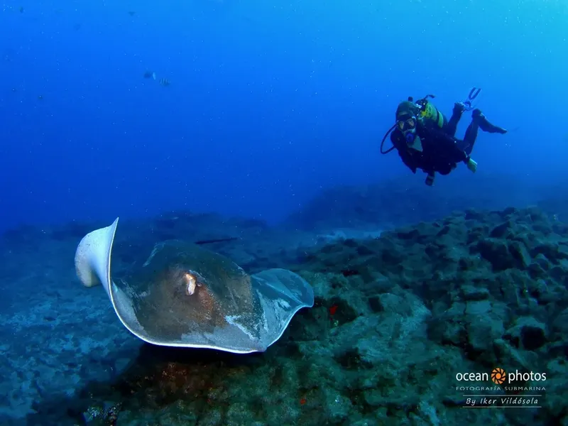 Raie manta nageant en profondeur avec un plongeur en arrière-plan