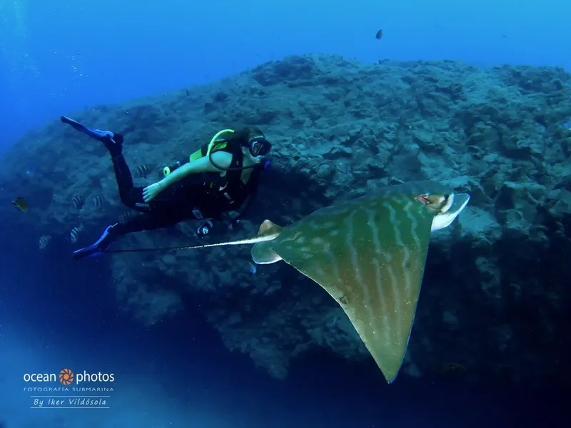 Plongeuse nageant avec une raie manta dans un environnement sous-marin bleu
