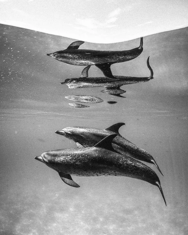 Dauphins nageant en formation sous la surface de l'eau