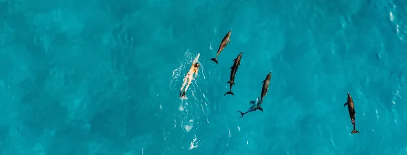 Une personne nage avec un groupe de dauphins dans une eau turquoise