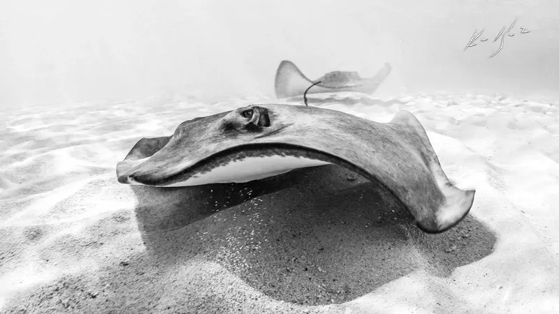 Raies manta évoluent gracieusement dans un environnement sous-marin sablonneux