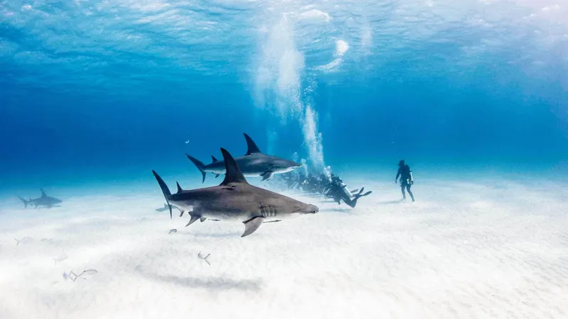 Banc de requins marteaux et un plongeur dans un environnement clair