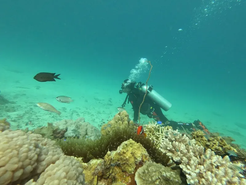 Plongeur explore un récifal corallien avec des poissons colorés