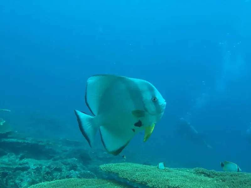 Poisson papillon blanc et jaune nageant dans un récif corallien
