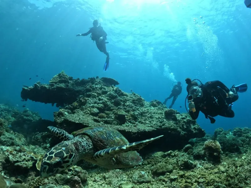 Plongeurs et tortue marine évoluent au milieu d'un récif corallien