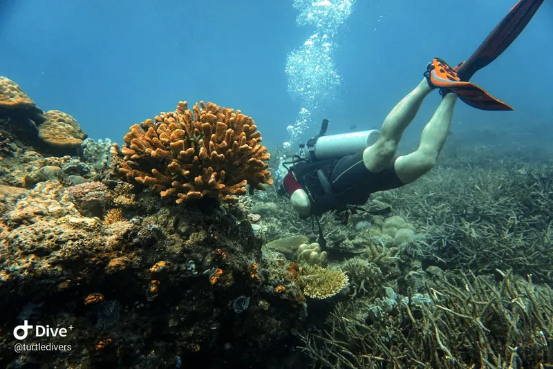 Plongeur explorant un récif corallien avec des poissons et des gorgones