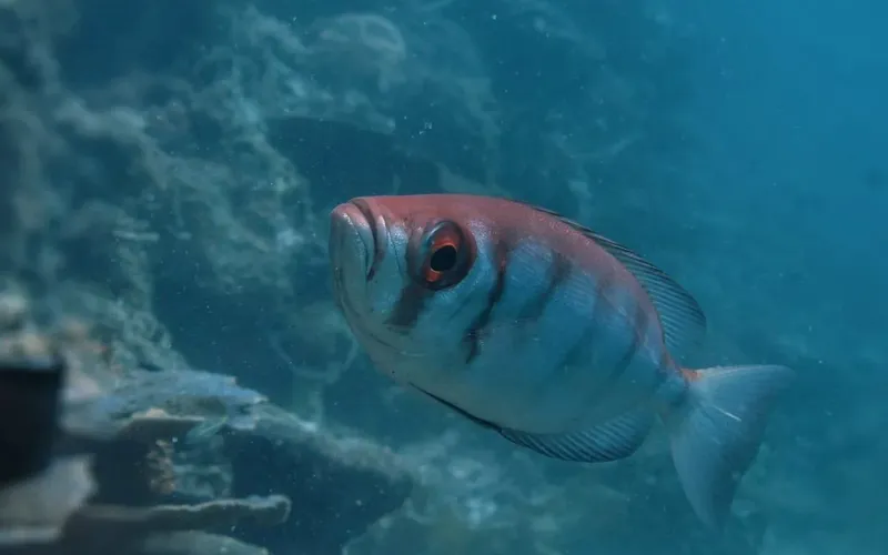 Poisson de récif rouge et argenté nageant dans l'eau bleue