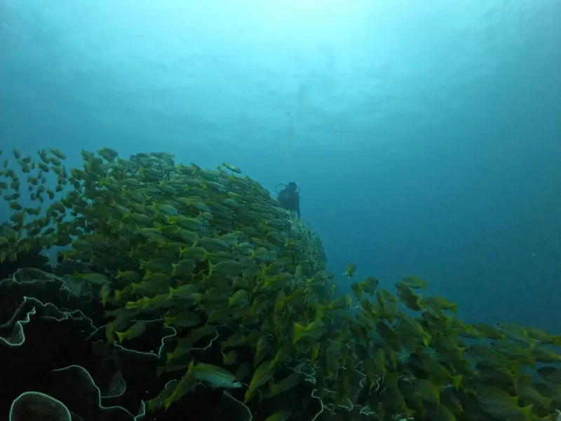 Plongeur au milieu d'un banc de poissons jaunes en mer