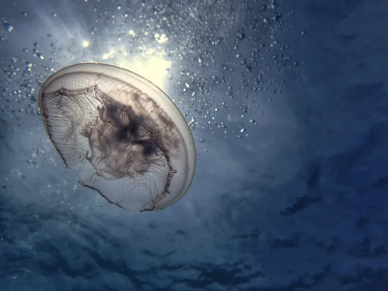 Méduse translucide nageant dans l'eau bleue, lumière du soleil filtrée
