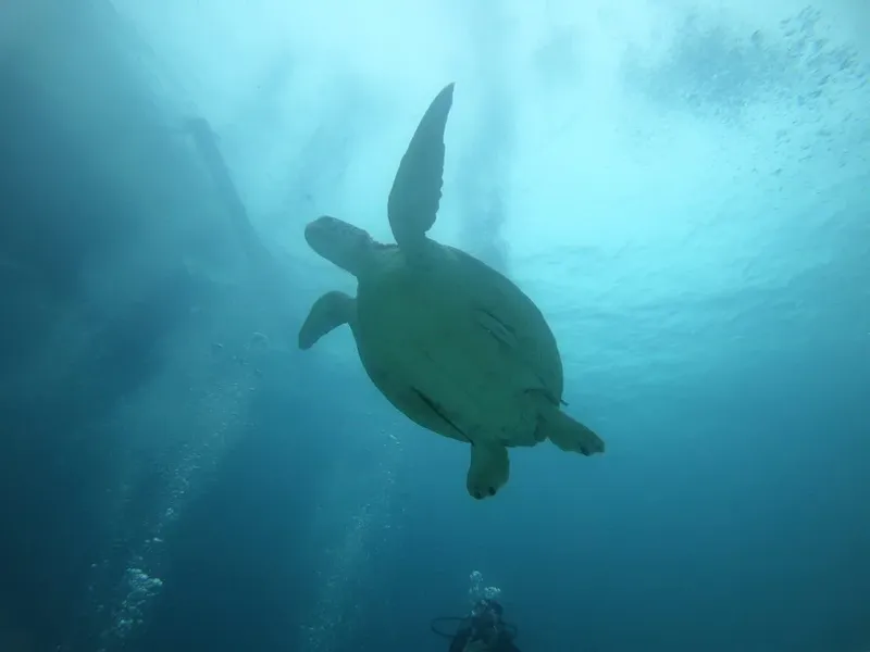 Tortue marine nageant paisiblement dans une eau bleu clair et limpide