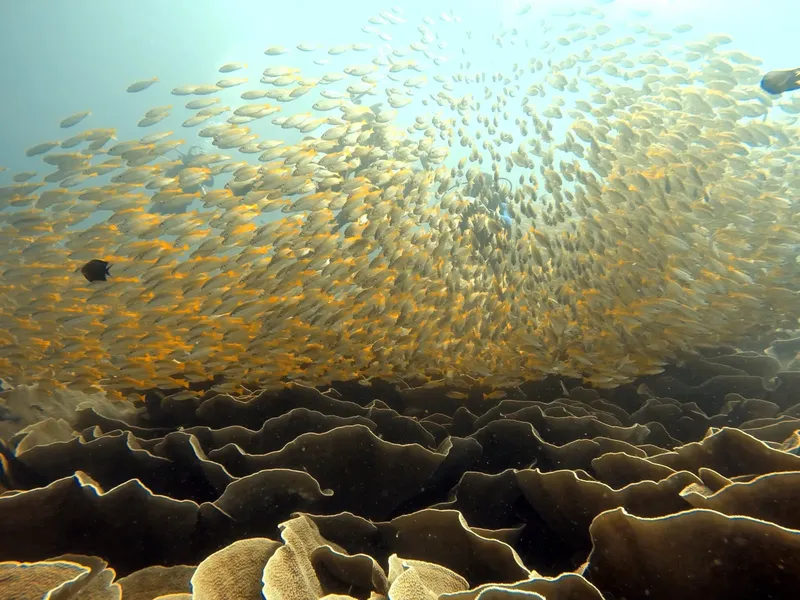 Banc de poissons argentés au-dessus d'un récifal corallien sombre