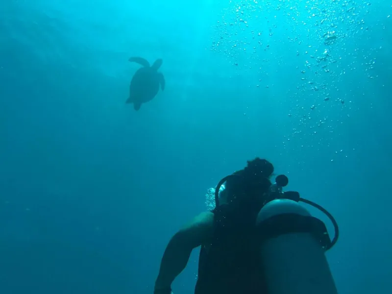 Tortue marine nageant en profondeur avec un plongeur en arrière-plan